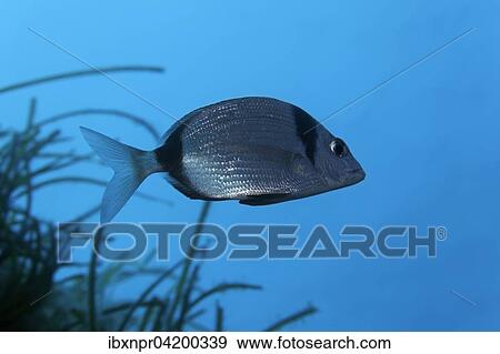 Stock Photo - Common two-banded seabream (Diplodus vulgaris), Corfu, Ionian Islands, Greece, Europe. Fotosearch