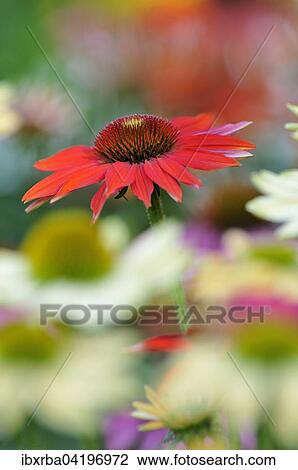 Stock Image - Coneflower (Echinacea sp. ), hybrid, variety Hot Summer, North Rhine-Westphalia, Germany, Europe. Fotosearch
