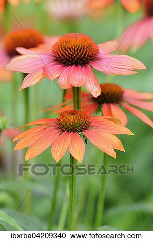 Coneflower (Echinacea sp. ), hybrids, variety Hot Summer, North Rhine-Westphalia, Germany, Europe View Large Photo Image Stock Image - Coneflower (Echinacea sp. ), hybrids, variety Hot Summer, North Rhine-Westphalia, Germany, Europe. Fotosearch