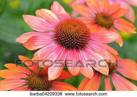 Coneflower (Echinacea sp. ), hybrids, variety Hot Summer, North Rhine-Westphalia, Germany, Europe View Large Photo Image Stock Photo - Coneflower (Echinacea sp. ), hybrids, variety Hot Summer, North Rhine-Westphalia, Germany, Europe. Fotosearch