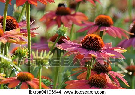 Coneflowers, hybrid, variety Hot Summer (Echinacea sp. ), North Rhine-Westphalia, Germany, Europe View Large Photo Image Picture - Coneflowers, hybrid, variety Hot Summer (Echinacea sp. ), North Rhine-Westphalia, Germany, Europe. Fotosearch