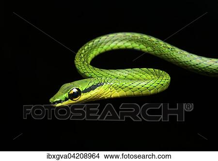Cope's vine snake (Oxybelis brevirostris), snake (Colubridae), Choco rainforest, Ecuador, South America View Large Photo Image Picture - Cope's vine snake (Oxybelis brevirostris), snake (Colubridae), Choco rainforest, Ecuador, South America. Fotosearch