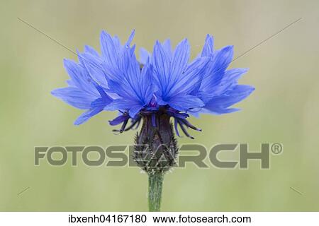 Cornflower (Centaurea cyanus), Emsland, Lower Saxony, Germany, Europe View Large Photo Image Stock Image - Cornflower (Centaurea cyanus), Emsland, Lower Saxony, Germany, Europe. Fotosearch