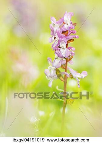 Corydalis cava (Corydalis cava), Thenauriegel, Breitenbrunn, Burgenland, Austria, Europe View Large Photo Image Stock Photo - Corydalis cava (Corydalis cava), Thenauriegel, Breitenbrunn, Burgenland, Austria, Europe. Fotosearch