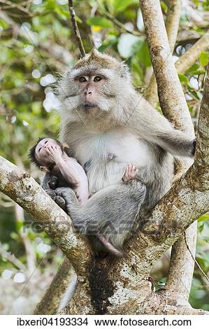 Crab-eating Macaque (Macaca fascicularis) with young, sitting in a tree, Mauritius, Africa View Large Photo Image Picture - Crab-eating Macaque (Macaca fascicularis) with young, sitting in a tree, Mauritius, Africa. Fotosearch