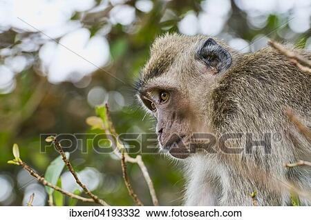 Crab-eating Macaque (Macaca fascicularis) in a tree, Mauritius, Africa View Large Photo Image Stock Image - Crab-eating Macaque (Macaca fascicularis) in a tree, Mauritius, Africa. Fotosearch