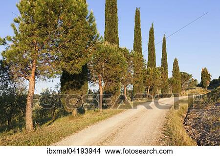 Cypress avenue near San Quirico, Val d'Orcia, Tuscany, Province of Siena, Italy, Europe View Large Photo Image Picture - Cypress avenue near San Quirico, Val d'Orcia, Tuscany, Province of Siena, Italy, Europe. Fotosearch