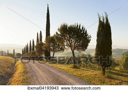 Stock Image - Cypress avenue near San Quirico, Val d'Orcia, Tuscany, Province of Siena, Italy, Europe. Fotosearch