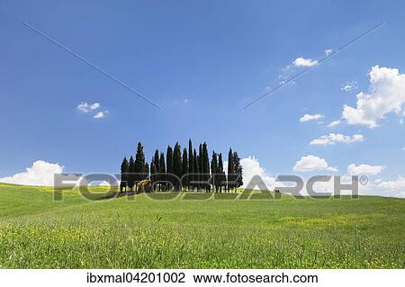 Cypress tree group at San Quirico, Val d'Orcia, Tuscany, Province of Siena, Italy, Europe View Large Photo Image Stock Image - Cypress tree group at San Quirico, Val d'Orcia, Tuscany, Province of Siena, Italy, Europe. Fotosearch