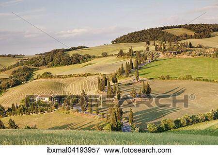 Cypress trees by a street, Monticchiello, Val d'Orcia, Tuscany, Province of Siena, Italy, Europe View Large Photo Image Stock Photo - Cypress trees by a street, Monticchiello, Val d'Orcia, Tuscany, Province of Siena, Italy, Europe. Fotosearch