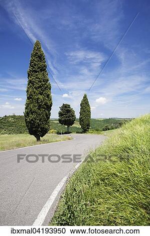 Cypress trees on a street, Monticchiello, Val d'Orcia, Tuscany, Province of Siena, Italy, Europe View Large Photo Image Stock Image - Cypress trees on a street, Monticchiello, Val d'Orcia, Tuscany, Province of Siena, Italy, Europe. Fotosearch