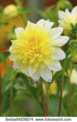 Dahlia (Dahlia), varieties Lambada, North Rhine-Westphalia, Germany, Europe View Large Photo Image Picture - Dahlia (Dahlia), varieties Lambada, North Rhine-Westphalia, Germany, Europe. Fotosearch