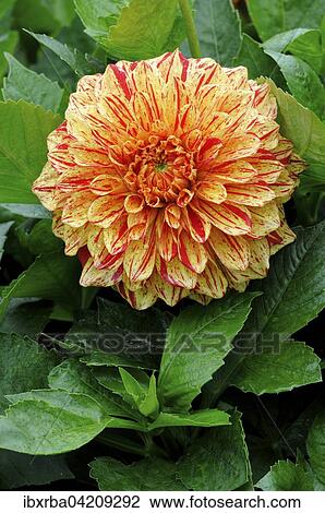 Dahlia (Dahlia), variety Connell's Gloriosa, North Rhine-Westphalia, Germany, Europe View Large Photo Image Stock Image - Dahlia (Dahlia), variety Connell's Gloriosa, North Rhine-Westphalia, Germany, Europe. Fotosearch