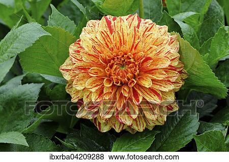 Dahlia (Dahlia), variety Connell's Gloriosa, North Rhine-Westphalia, Germany, Europe View Large Photo Image Stock Photo - Dahlia (Dahlia), variety Connell's Gloriosa, North Rhine-Westphalia, Germany, Europe. Fotosearch