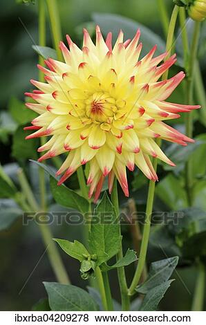 Dahlia (Dahlia), variety Isadora, North Rhine-Westphalia, Germany, Europe View Large Photo Image Stock Photo - Dahlia (Dahlia), variety Isadora, North Rhine-Westphalia, Germany, Europe. Fotosearch