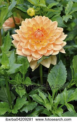 Dahlia (Dahlia), variety Orange Garden, North Rhine-Westphalia, Germany, Europe View Large Photo Image Stock Image - Dahlia (Dahlia), variety Orange Garden, North Rhine-Westphalia, Germany, Europe. Fotosearch