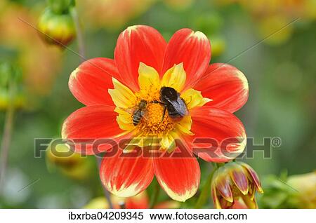 Dahlia (Dahlia), variety Pooh, bloom with red-tailed bumblebee (Bombus lapidarius) and honey bee (Apis), North Rhine-Westphalia, Germany, Europe View Large Photo Image Stock Photography - Dahlia (Dahlia), variety Pooh, bloom with red-tailed bumblebee (Bombus lapidarius) and honey bee (Apis), North Rhine-Westphalia, Germany, Europe. Fotosearch