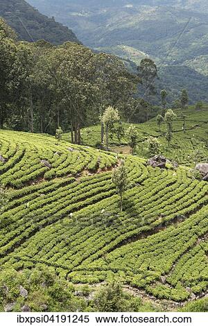 Dambatenne Tea Estate landscape, Sri Lanka, Asia View Large Photo Image Stock Photography - Dambatenne Tea Estate landscape, Sri Lanka, Asia. Fotosearch
