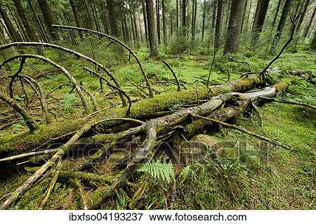 Stock Photo - Deadwood in primeval spruce forest, Norway Spruce (Picea abies), Harz National Park, Lower Saxony, Germany, Europe. Fotosearch
