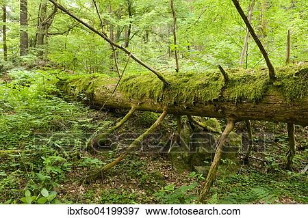 Deadwood, Norway Spruce (Picea abies), Vessertal-Thuringian Forest biosphere reserve, Thuringia, Germany, Europe View Large Photo Image Stock Photo - Deadwood, Norway Spruce (Picea abies), Vessertal-Thuringian Forest biosphere reserve, Thuringia, Germany, Europe. Fotosearch