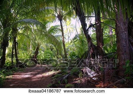 Dirt road in the jungle, Denis Island, Seychelles, Africa View Large Photo Image Stock Photo - Dirt road in the jungle, Denis Island, Seychelles, Africa. Fotosearch