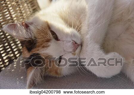 Domestic cat (Felis sylvestris catus) lying in a wicker chair, Germany, Europe View Large Photo Image Stock Photo - Domestic cat (Felis sylvestris catus) lying in a wicker chair, Germany, Europe. Fotosearch