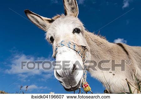 Stock Photo - Donkey (Equus africanus asinus), Peloponnese, Greece, Europe. Fotosearch