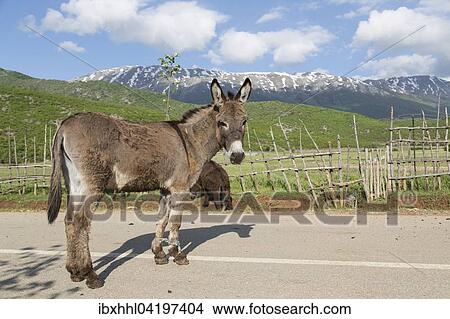 Donkey (Equus africanus asinus) with forelegs tied up, mountains at Lake Prespa, Northern Albania, Albania, Europe View Large Photo Image Picture - Donkey (Equus africanus asinus) with forelegs tied up, mountains at Lake Prespa, Northern Albania, Albania, Europe. Fotosearch