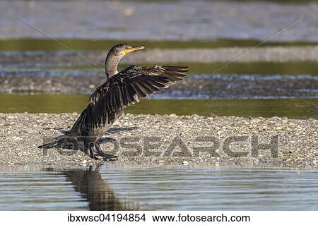 Double-crested Cormorant (Phalacrocorax auritus) flapping its wings, Sanibel Island, Florida, USA, North America View Large Photo Image Picture - Double-crested Cormorant (Phalacrocorax auritus) flapping its wings, Sanibel Island, Florida, USA, North America. Fotosearch