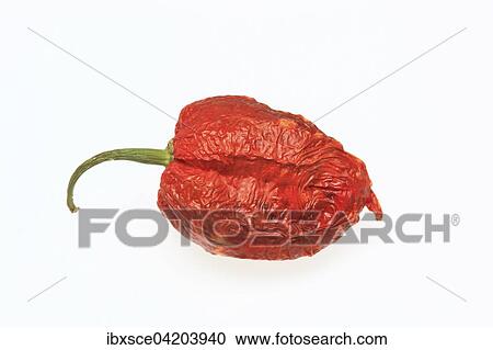 Dried Bhut-Jolokia- or Naga Jolokia chilli pepper, hottest chilli in the world, 2006 Guinness World Records View Large Photo Image Stock Image - Dried Bhut-Jolokia- or Naga Jolokia chilli pepper, hottest chilli in the world, 2006 Guinness World Records. Fotosearch
