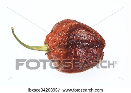 Dried Bhut-Jolokia- or Naga Jolokia chilli pepper, hottest chilli in the world, 2006 Guinness World Records View Large Photo Image Stock Photo - Dried Bhut-Jolokia- or Naga Jolokia chilli pepper, hottest chilli in the world, 2006 Guinness World Records. Fotosearch