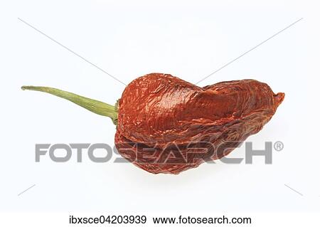 Stock Photo - Dried Bhut-Jolokia- or Naga Jolokia chilli pepper, hottest chilli in the world, 2006 Guinness World Records. Fotosearch