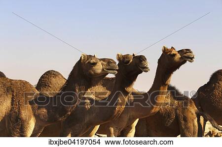 Dromedaries (Camelus dromedarius), camel market, Jaisalmer, Rajasthan, India, Asia View Large Photo Image Picture - Dromedaries (Camelus dromedarius), camel market, Jaisalmer, Rajasthan, India, Asia. Fotosearch