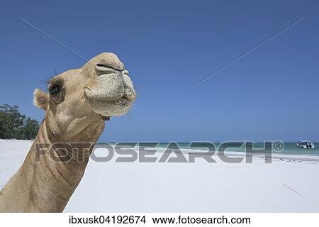 Dromedary or Arabian camel (Camelus dromedarius), portrait, Diani Beach, Indian Ocean, Ukunda, Mombasa, Kenya, Africa View Large Photo Image Picture - Dromedary or Arabian camel (Camelus dromedarius), portrait, Diani Beach, Indian Ocean, Ukunda, Mombasa, Kenya, Africa. Fotosearch