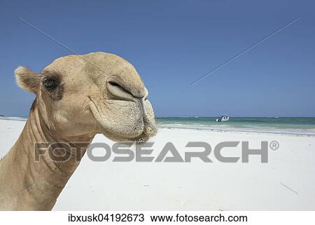 Dromedary or Arabian camel (Camelus dromedarius), portrait, Diani Beach, Indian Ocean, Ukunda, Mombasa, Kenya, Africa View Large Photo Image Stock Image - Dromedary or Arabian camel (Camelus dromedarius), portrait, Diani Beach, Indian Ocean, Ukunda, Mombasa, Kenya, Africa. Fotosearch