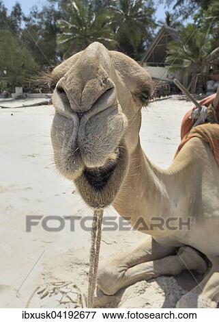 Stock Photo - Dromedary or Arabian camel (Camelus dromedarius), portrait, Diani Beach, Indian Ocean, Ukunda, Mombasa, Kenya, Africa. Fotosearch