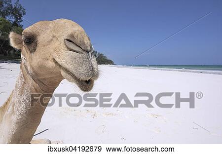 Dromedary or Arabian camel (Camelus dromedarius), portrait, Diani Beach, Indian Ocean, Ukunda, Mombasa, Kenya, Africa View Large Photo Image Stock Photo - Dromedary or Arabian camel (Camelus dromedarius), portrait, Diani Beach, Indian Ocean, Ukunda, Mombasa, Kenya, Africa. Fotosearch