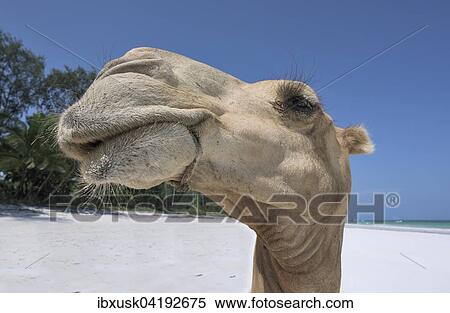Dromedary or Arabian camel (Camelus dromedarius), portrait, Diani Beach, Indian Ocean, Ukunda, Mombasa, Kenya, Africa View Large Photo Image Stock Photography - Dromedary or Arabian camel (Camelus dromedarius), portrait, Diani Beach, Indian Ocean, Ukunda, Mombasa, Kenya, Africa. Fotosearch