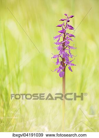 Early-purple orchid (Orchis mascula), Divaca, Slovenia, Europe View Large Photo Image Stock Photo - Early-purple orchid (Orchis mascula), Divaca, Slovenia, Europe. Fotosearch