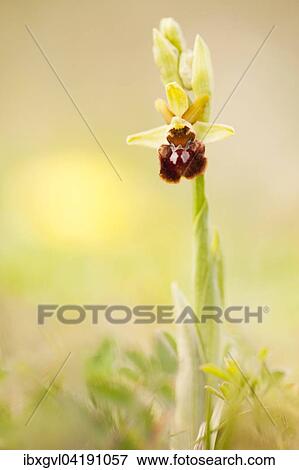 Early Spider-orchid (Ophrys sphegodes) amongst dry grass, Lobau, Vienna, Austria, Europe View Large Photo Image Stock Photo - Early Spider-orchid (Ophrys sphegodes) amongst dry grass, Lobau, Vienna, Austria, Europe. Fotosearch