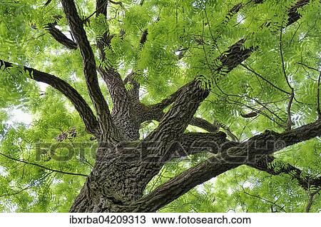 Eastern black walnut (Juglans nigra), view of the treetop, Lake Constance, Baden-Wuerttemberg, Germany, Europe View Large Photo Image Stock Image - Eastern black walnut (Juglans nigra), view of the treetop, Lake Constance, Baden-Wuerttemberg, Germany, Europe. Fotosearch