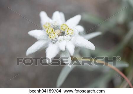 Edelweiss (Leontopodium alpinum), Vosges, Alsace-Lorraine, France, Europe View Large Photo Image Picture - Edelweiss (Leontopodium alpinum), Vosges, Alsace-Lorraine, France, Europe. Fotosearch