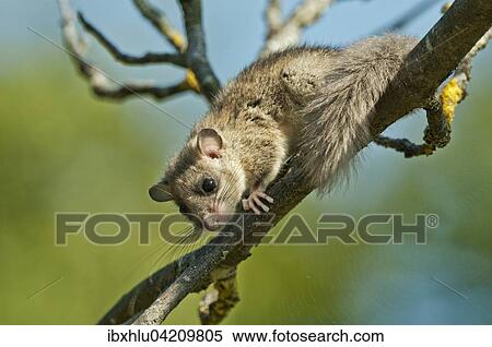 Edible dormouse (Glis glis) climbing on a branch, Germany, Europe View Large Photo Image Stock Photography - Edible dormouse (Glis glis) climbing on a branch, Germany, Europe. Fotosearch