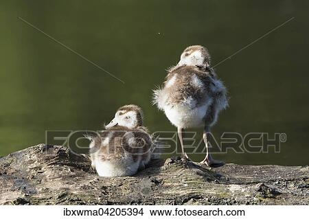 Egyptian geese (Alopochen aegyptiacus), chicks, resting on a tree trunk, Hesse, Germany, Europe View Large Photo Image Picture - Egyptian geese (Alopochen aegyptiacus), chicks, resting on a tree trunk, Hesse, Germany, Europe. Fotosearch