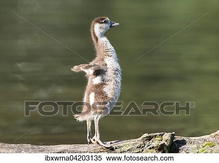 Egyptian goose (Alopochen aegyptiacus), chick, on a tree trunk, stretching, Hesse, Germany, Europe View Large Photo Image Stock Photography - Egyptian goose (Alopochen aegyptiacus), chick, on a tree trunk, stretching, Hesse, Germany, Europe. Fotosearch