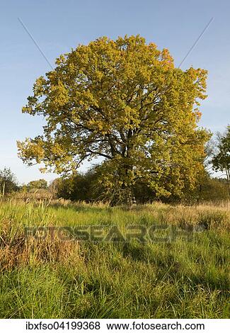 English Oak (Quercus robur) in autumn, Dupenwiesen nature reserve, Lower Saxony, Germany, Europe View Large Photo Image Stock Photo - English Oak (Quercus robur) in autumn, Dupenwiesen nature reserve, Lower Saxony, Germany, Europe. Fotosearch