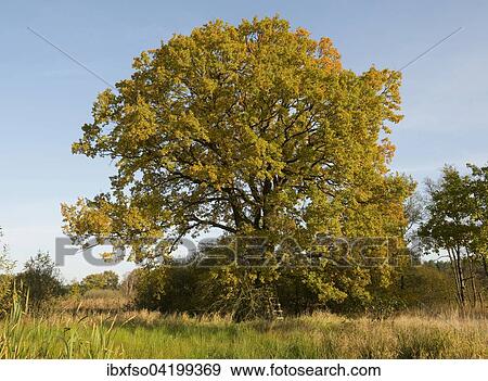 Stock Photo - English Oak (Quercus robur) in autumn, Dupenwiesen nature reserve, Lower Saxony, Germany, Europe. Fotosearch