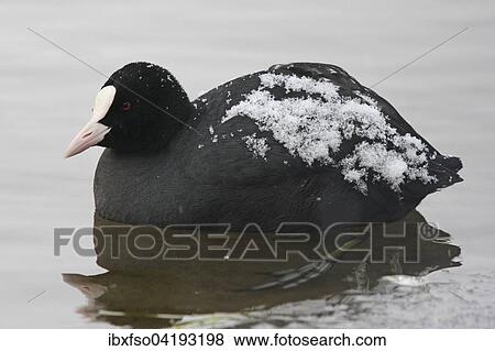 Eurasian Coot (Fulica atra) with snow on the plumage, Thuringia, Germany, Europe View Large Photo Image Stock Photo - Eurasian Coot (Fulica atra) with snow on the plumage, Thuringia, Germany, Europe. Fotosearch