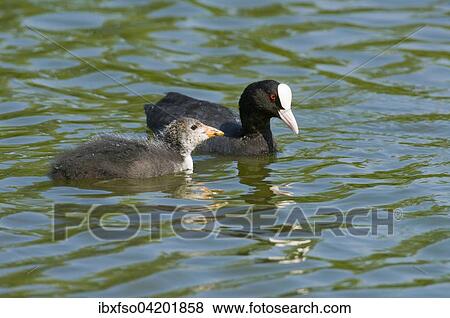 Eurasian Coot (Fulica atra), young bird and adult bird swimming, Thuringia, Germany, Europe View Large Photo Image Stock Photo - Eurasian Coot (Fulica atra), young bird and adult bird swimming, Thuringia, Germany, Europe. Fotosearch