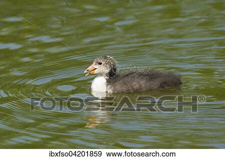 Eurasian Coot (Fulica atra), young bird swimming, Thuringia, Germany, Europe View Large Photo Image Stock Photo - Eurasian Coot (Fulica atra), young bird swimming, Thuringia, Germany, Europe. Fotosearch
